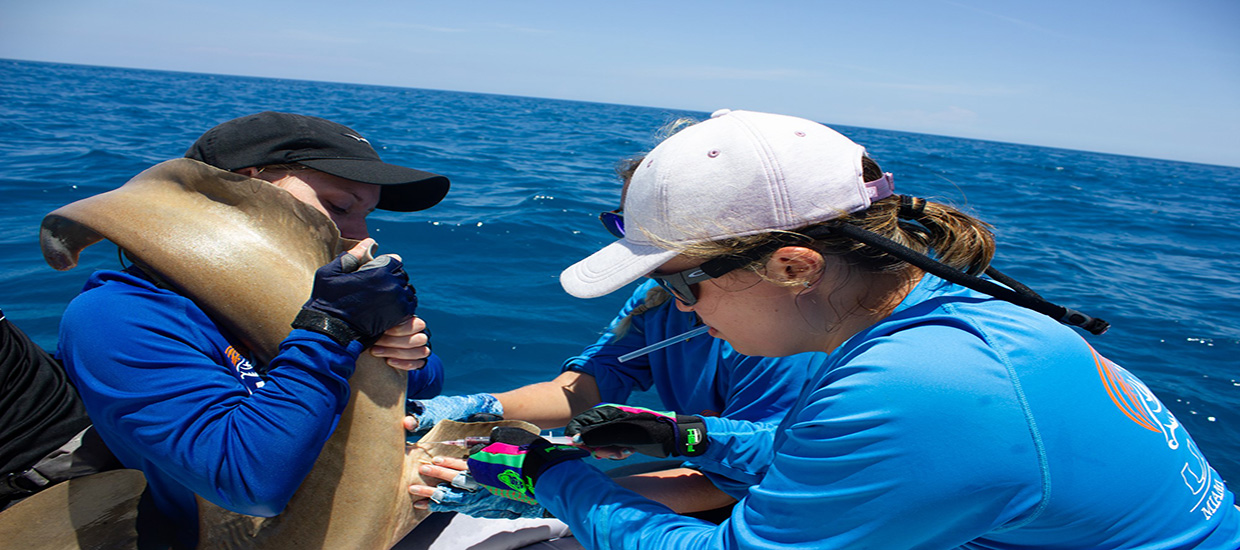 Students tagging a shark